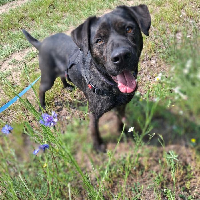 Ragnar do adopcji