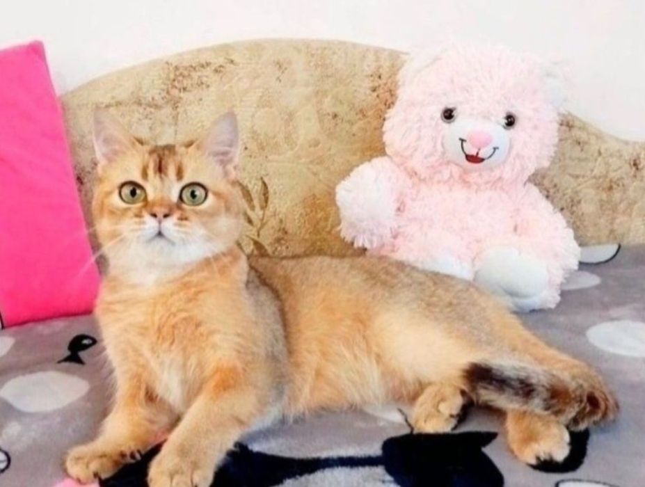 Золотий красунчик хлопчик шиншилка