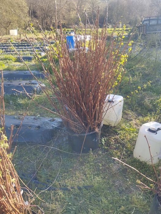 Vende-se framboesa vermelha