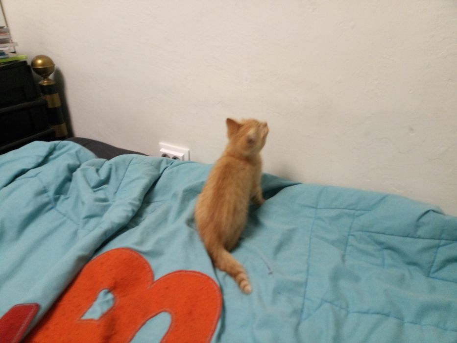 Dou gartinho macho em boas mãos