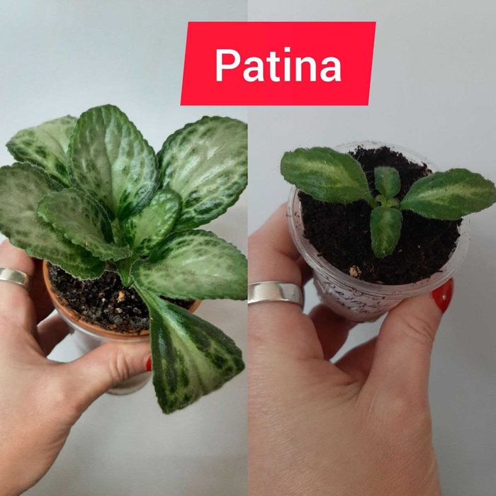 Хириты детки разные сорта