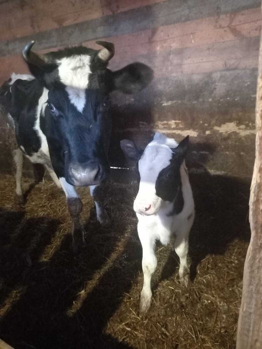 Продам молоду корову