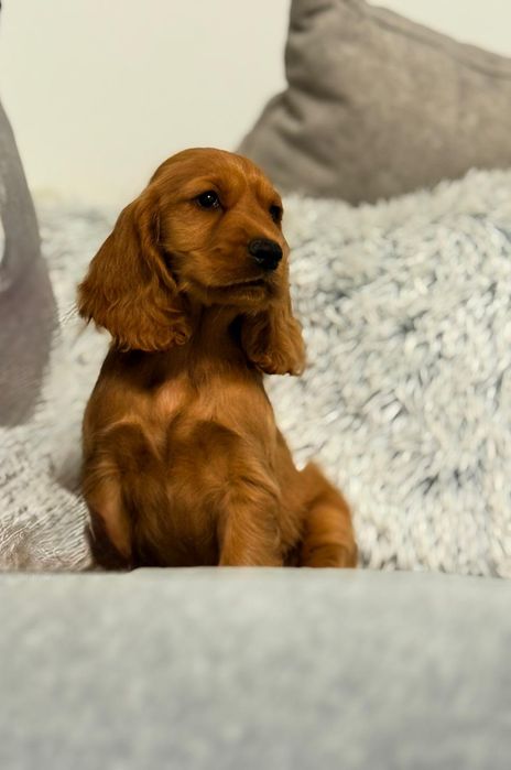 Cocker spaniel angielski sunia