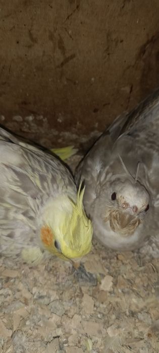 Sprzedam papugi nimfy