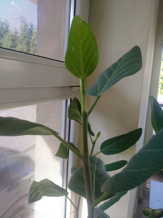 Fikus bengalski ok. 100 cm.