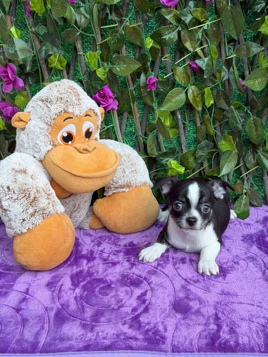 Chihuahua Macho Mini