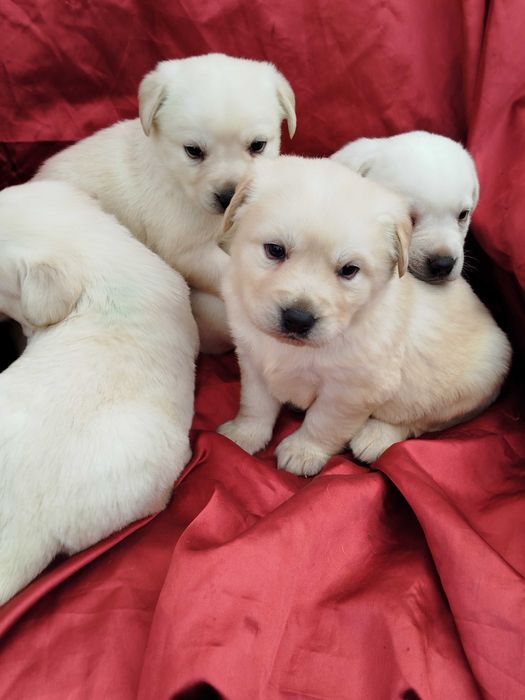 Labrador Retriever piesek tel.-5.7.5.3.0.2.0.3.9.