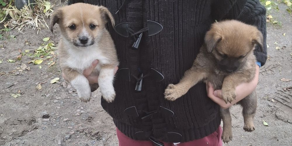 Собачки, щенята, песики, цуцики