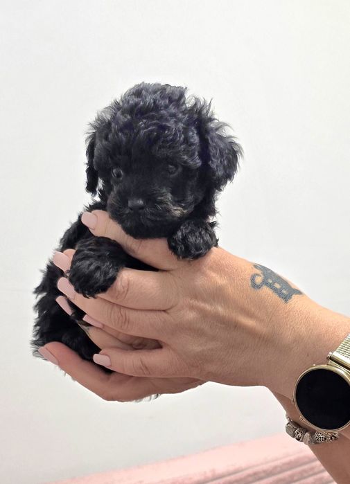 Cudna maleńki sunia