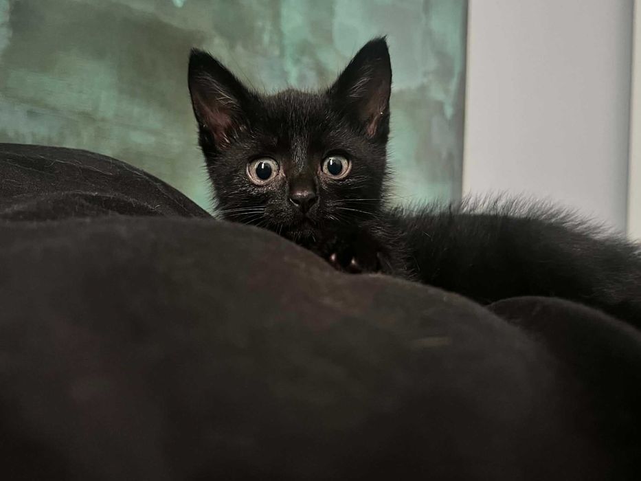 Boróweczka do adopcji