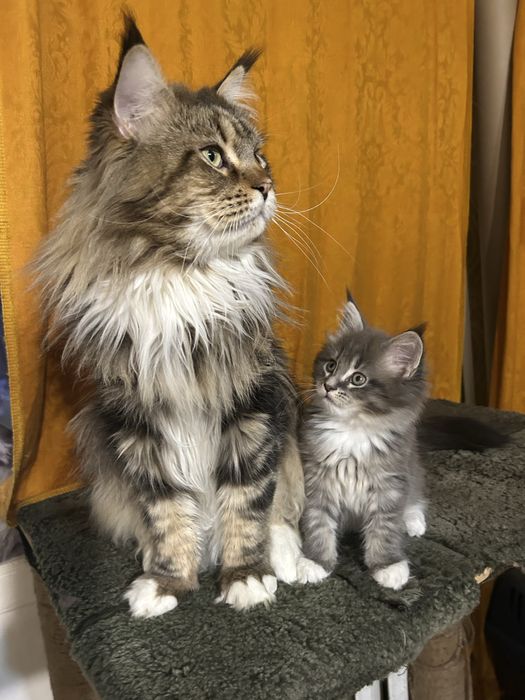 Котенок мейн-кун голубой дым