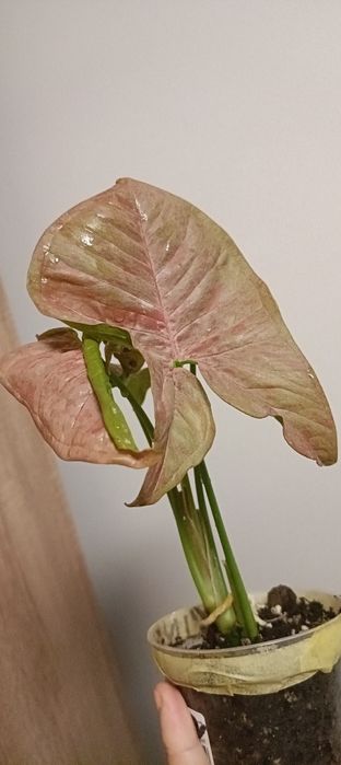 Kolekcjonerskie-Syngonium Pink Venom variegata