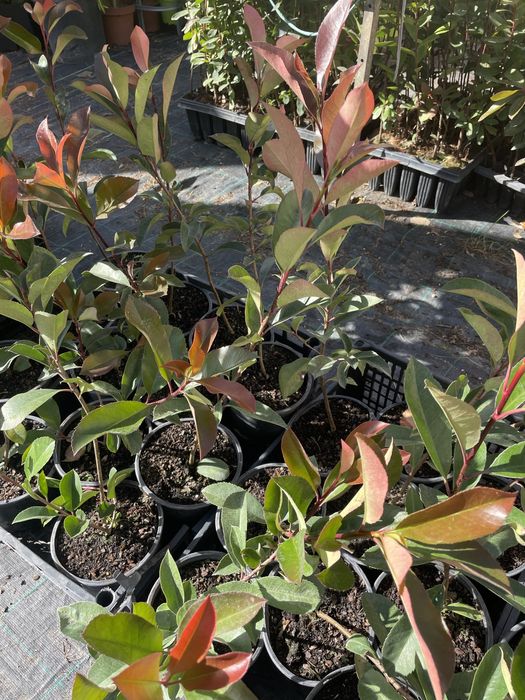 Photinias / Fotínias Carré Rouge