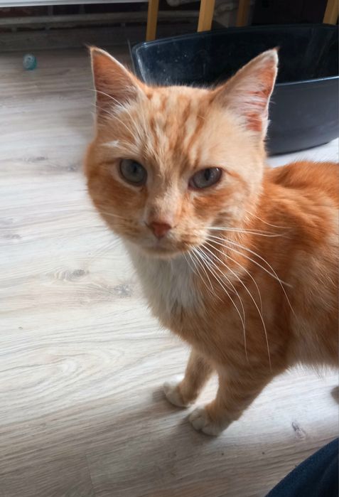 Kotek Miodek szuka domu