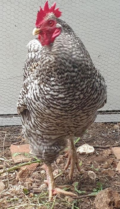 Galos 6 "Chines" Garnize 2 grandes Troco por galinhas frangas ou vendo