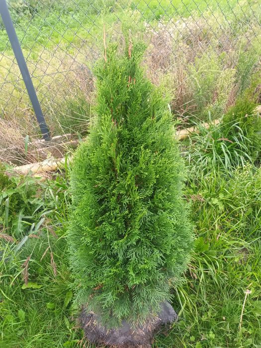 Thuja Szmaragd   90-110cm