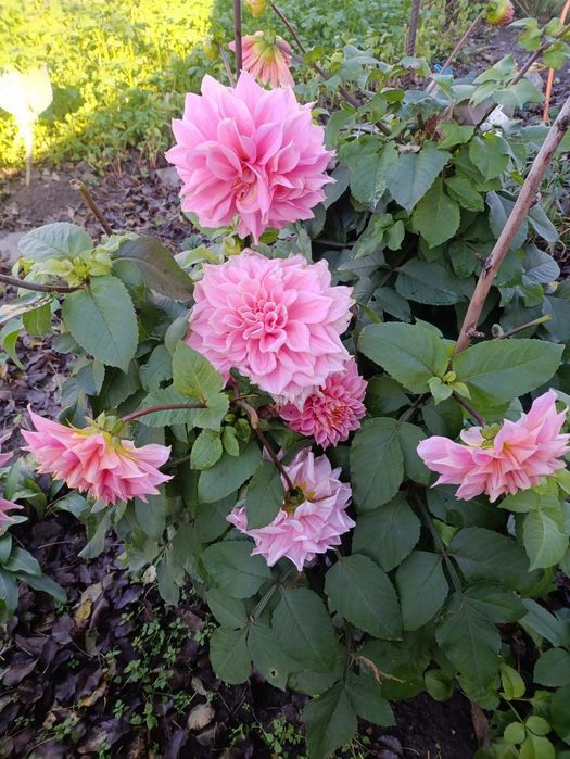 Продам набор сортовых георгин