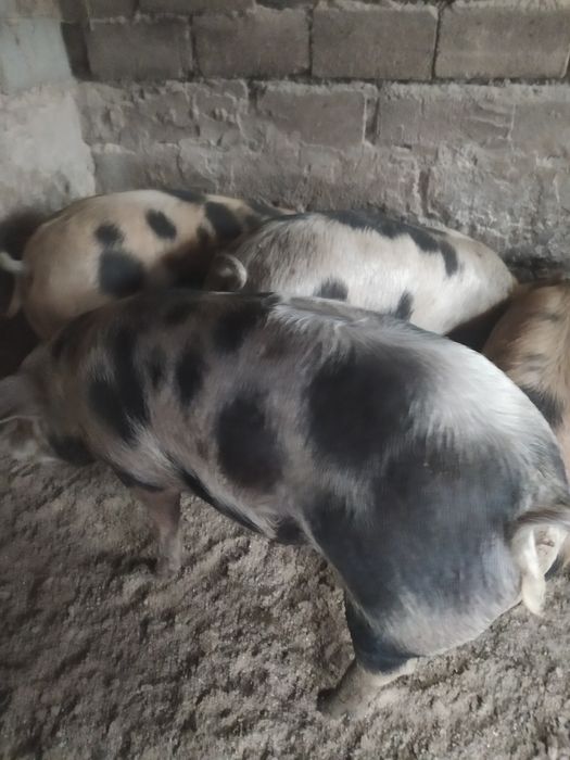 Свини живой вес  продам