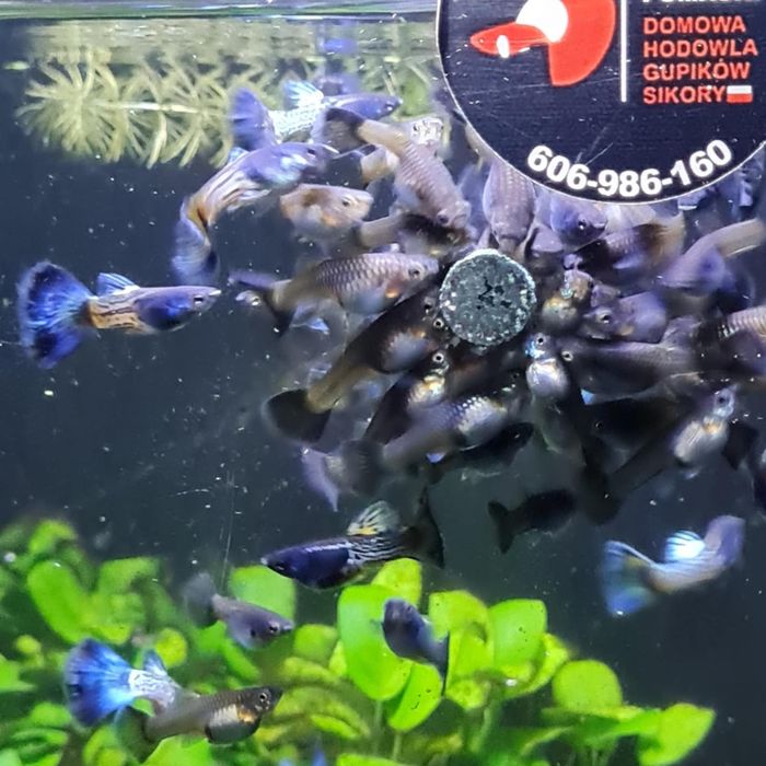 Gupik Snake Skin z Gupikowego Zakątka