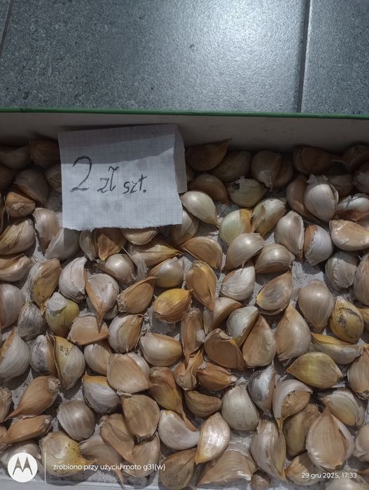 Czosnek olbrzymi słoniowy