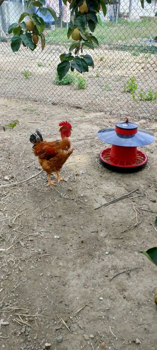 Galos caseiros limpos