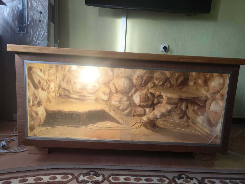 Terrarium do agamy brodatej
