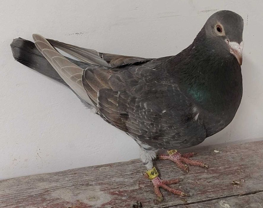 Pocztowy, pocztowe, pocztowych, fabry, fabrów, glazer