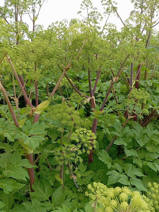 nasiona arcydzięgiel zbiór 2024