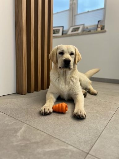 Pies rasy labrador do adopcji