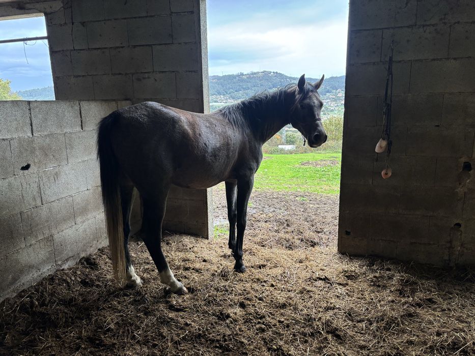 Vendo cavalo Puro Sangue Árabe
