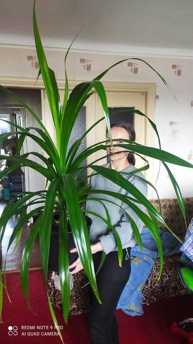 Древовидное растение панданус (Pandanus)