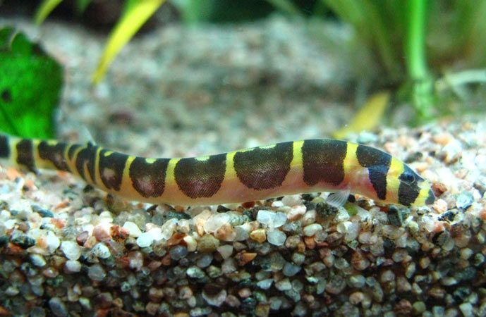 Piskorek - Sklep Zoologiczny