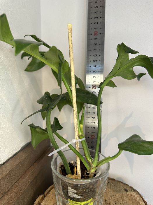 Філодендрон Serrate Leaf
