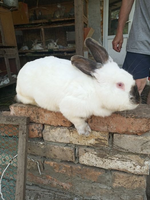 Продам кроликів домашніх дорослих і маленьких.