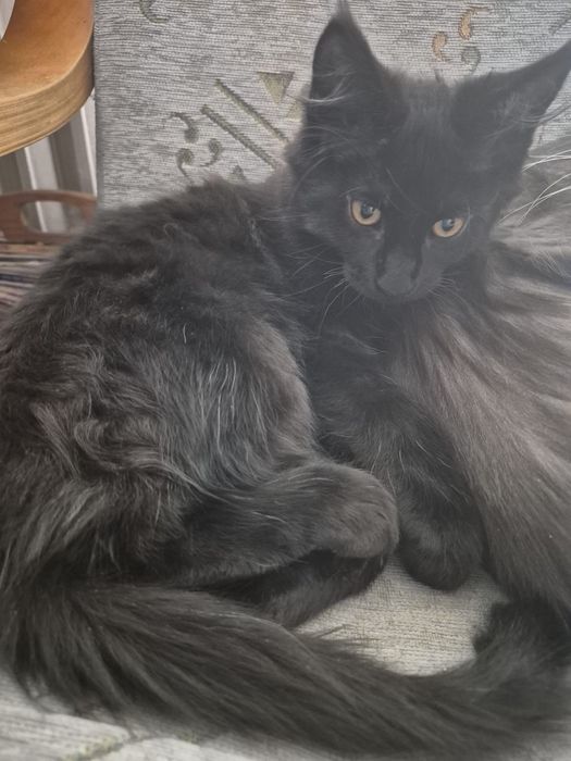 Kocurek  Maine Coon  DEXTER