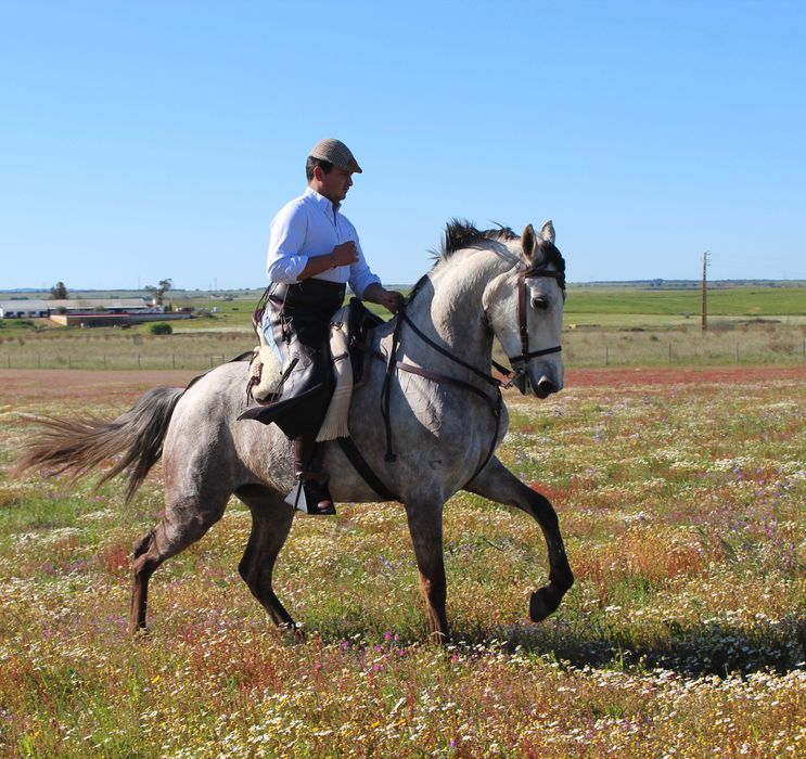 Égua cruzada com 7 anos