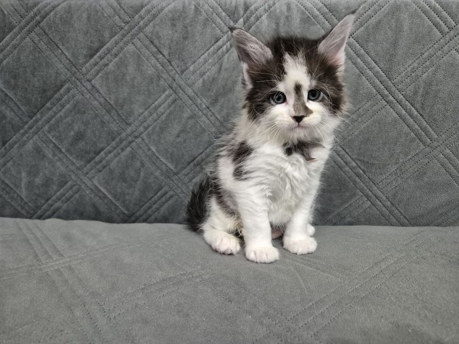Kotka Maine Coon Personality Białystok