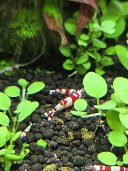 Camarão crs caridina red crystal