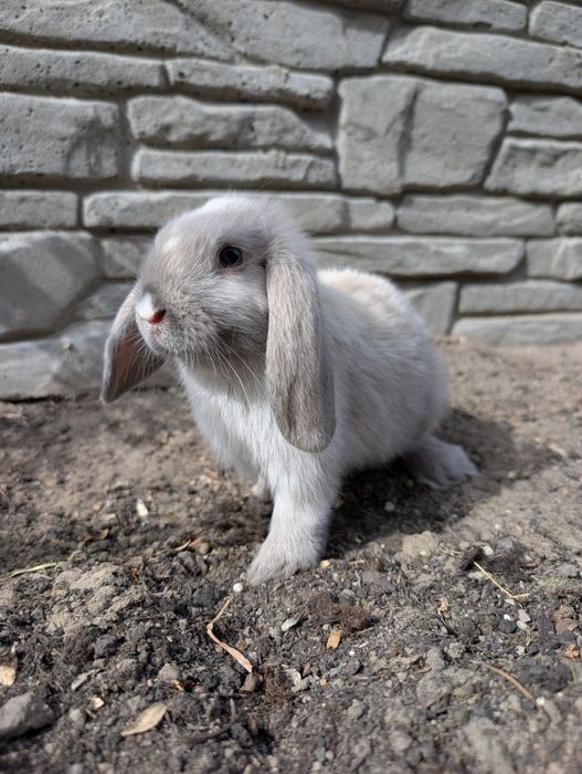 Mini lop, baranek miniaturka, metryka