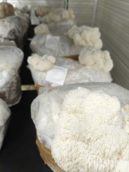 Sala de Cultivo de Cogumelos – Pronta a Entregar e a Produzir