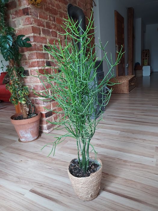 Wilczomlecz palczasty euphorbia tirucalli