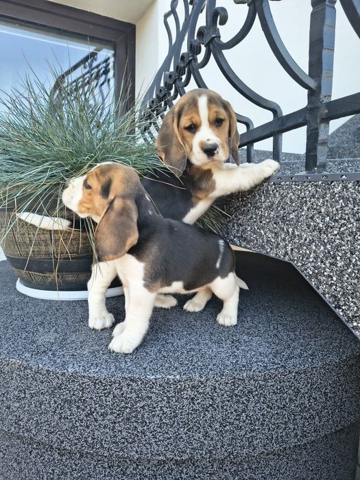 Beagle szczenięta