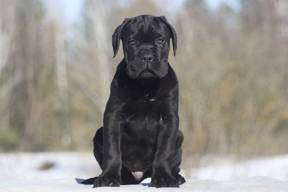 Кане корсо з документами