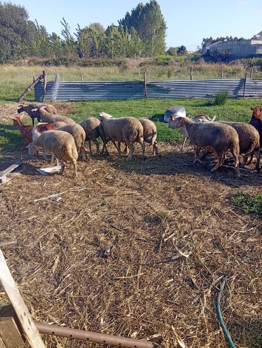 Vendo ovelhas e cabras com várias idades