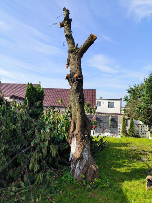 Konar drzewa czereśni