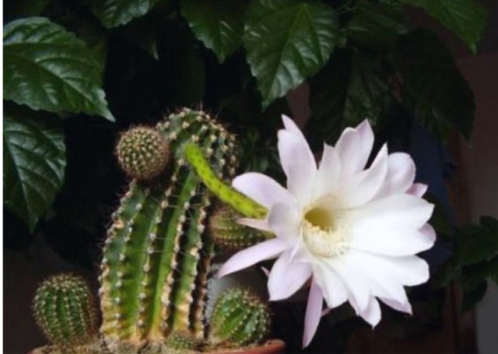 Кактуси дєтки, цвіте білим кольором