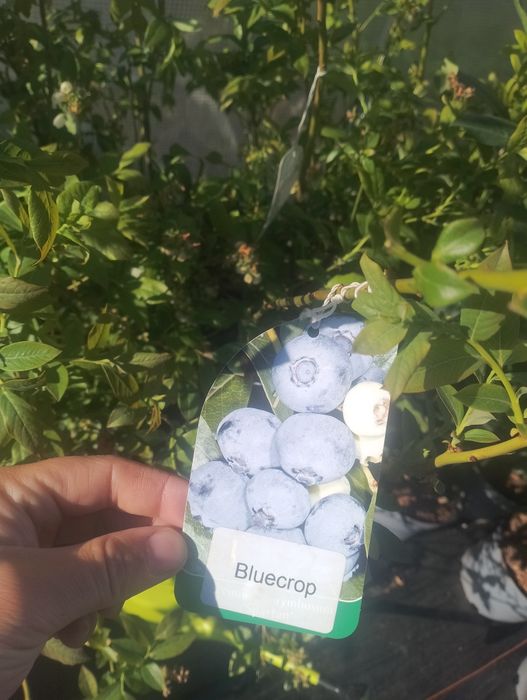 Producent Borówka Amerykańska donica 2l 100% przyjęcia, owoc w tym rok