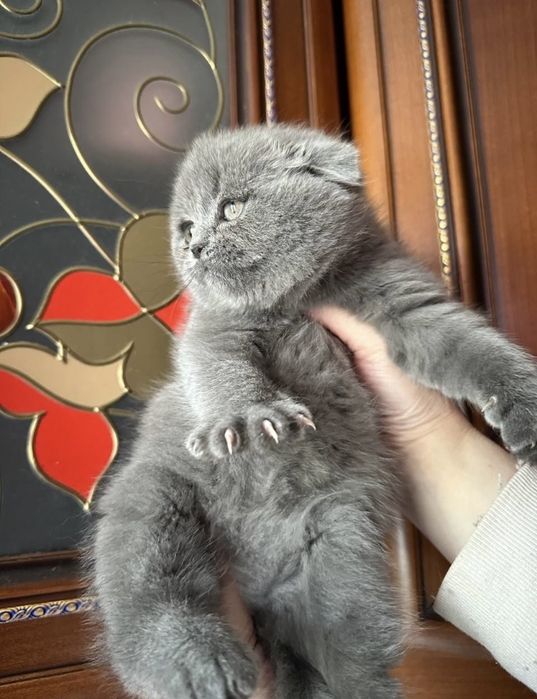 Котёнок. Мальчик с документами!