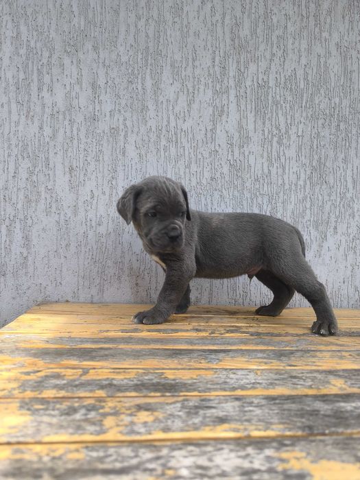 cane corso szczeniak