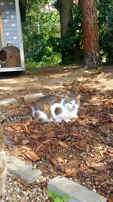 Kubuś śliczny Kocurek